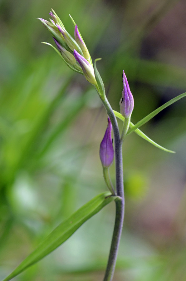 Orchidee Passo Pian delle Fugazze da confermare